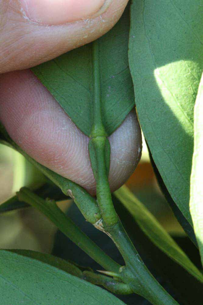              Petiole (Palmer, Riverside, CA)       